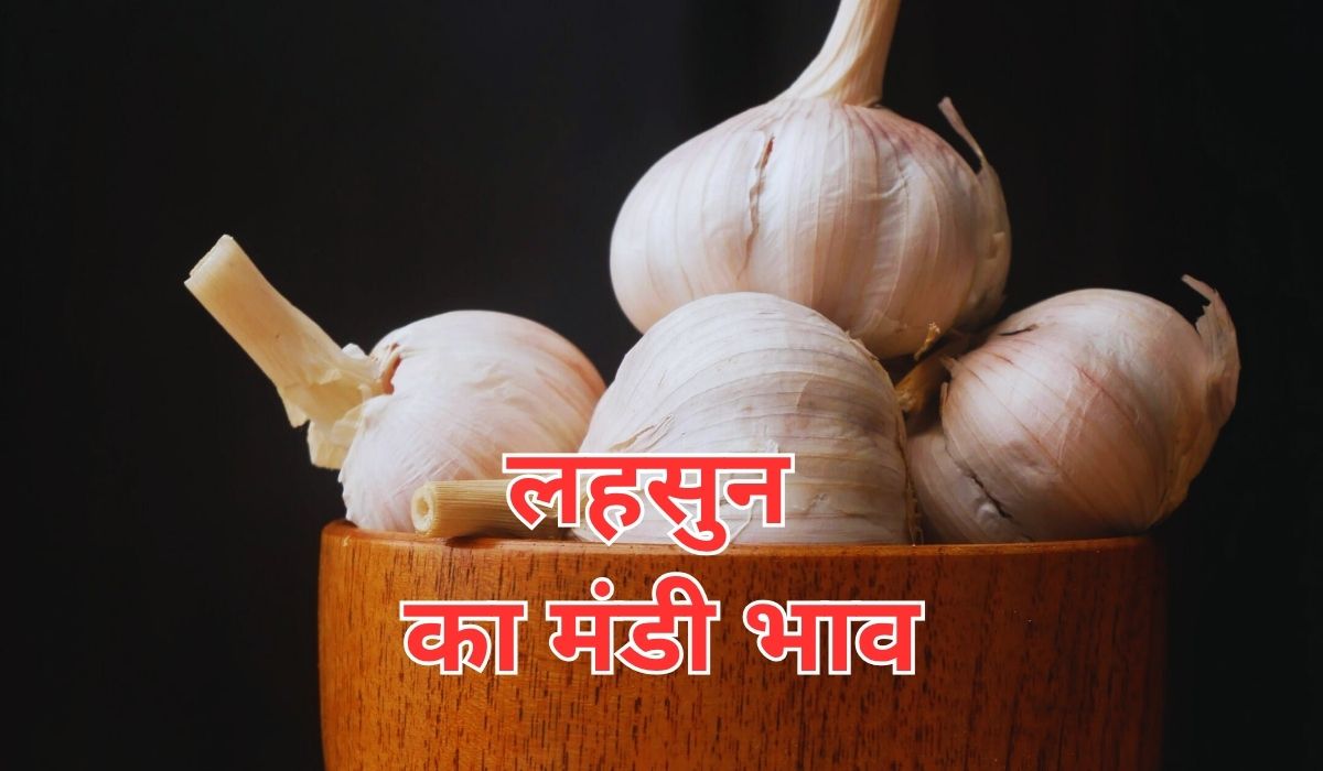 घरेलू बाजार में आपूर्ति ने लहसुन के भाव में मचाया तहलका, जाने 7 जून 2025 के ताजा मंडी के भाव