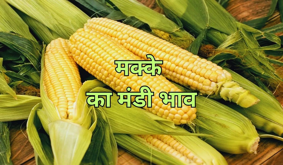 मक्के का बाजार बढ़ रहा जबरदस्त तेजी की ओर, जाने 7 जून 2025 के ताजा मंडी भाव
