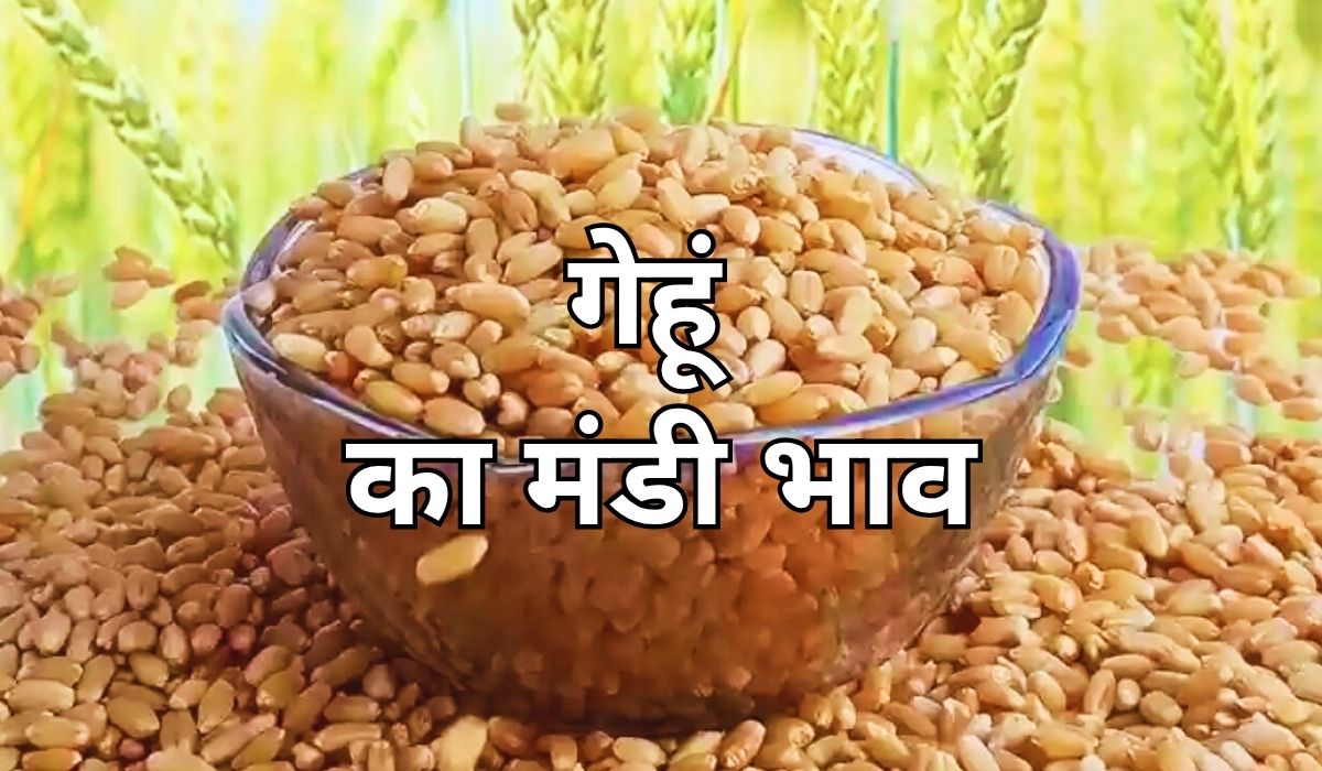 गेहूं के भाव ने एक बार फिर बदला रास्ता, जाने 7 जून 2025 के ताजा मंडी के भाव