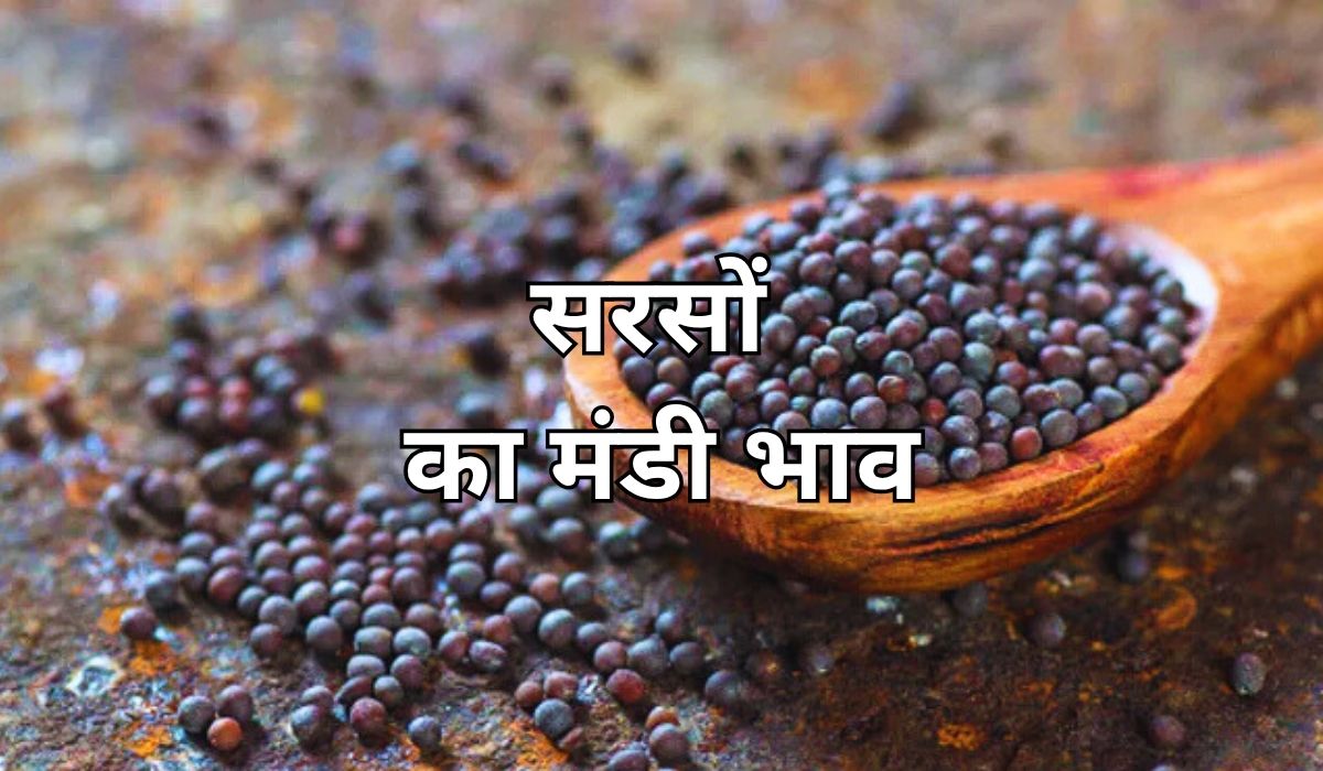 सरसों के भाव में आज चल रहे स्थिर, जाने 7 जून 2025 के ताजा मंडी के भाव