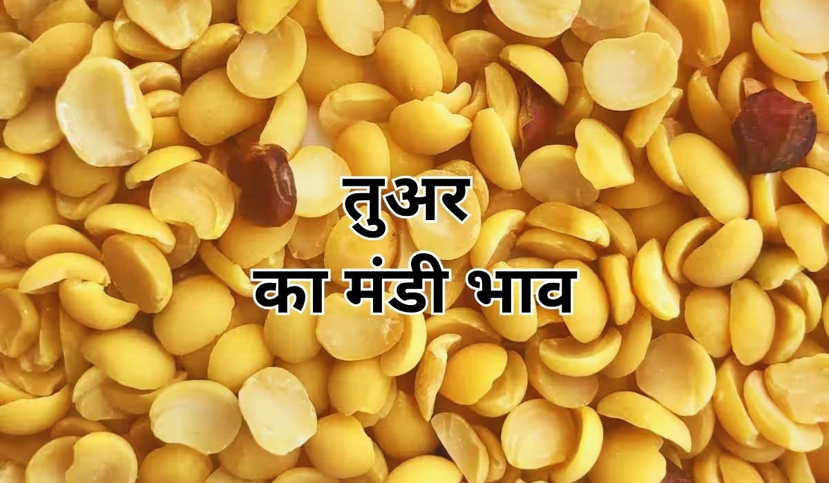 तुअर के भाव में कई दिनों से जारी है हलचल, जाने 7 जून 2025 के ताजा मंडी के भाव