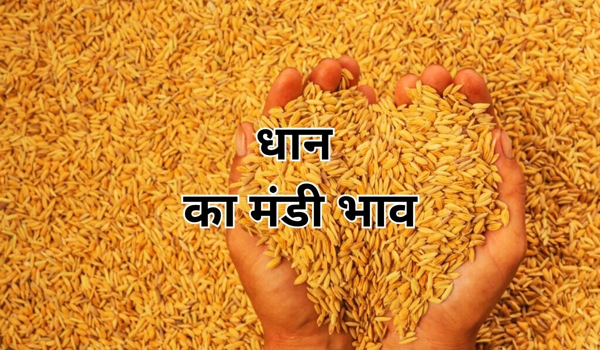 बाजार में मांग को लेकर धान के भाव हो रहे प्रभावित, जाने 7 जून 2025 के ताजा मंडी भाव