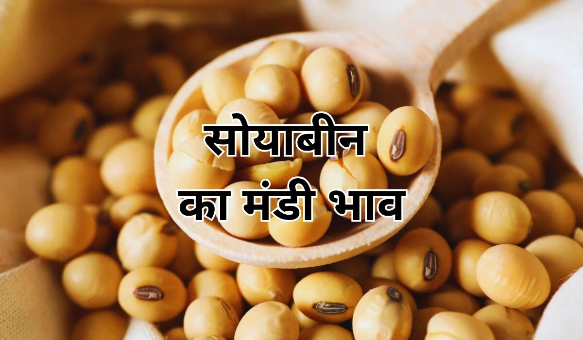 आज मंडी में कितना तेज हुए सोयाबीन के भाव, जाने 7 जून 2025 के ताजा मंडी भाव