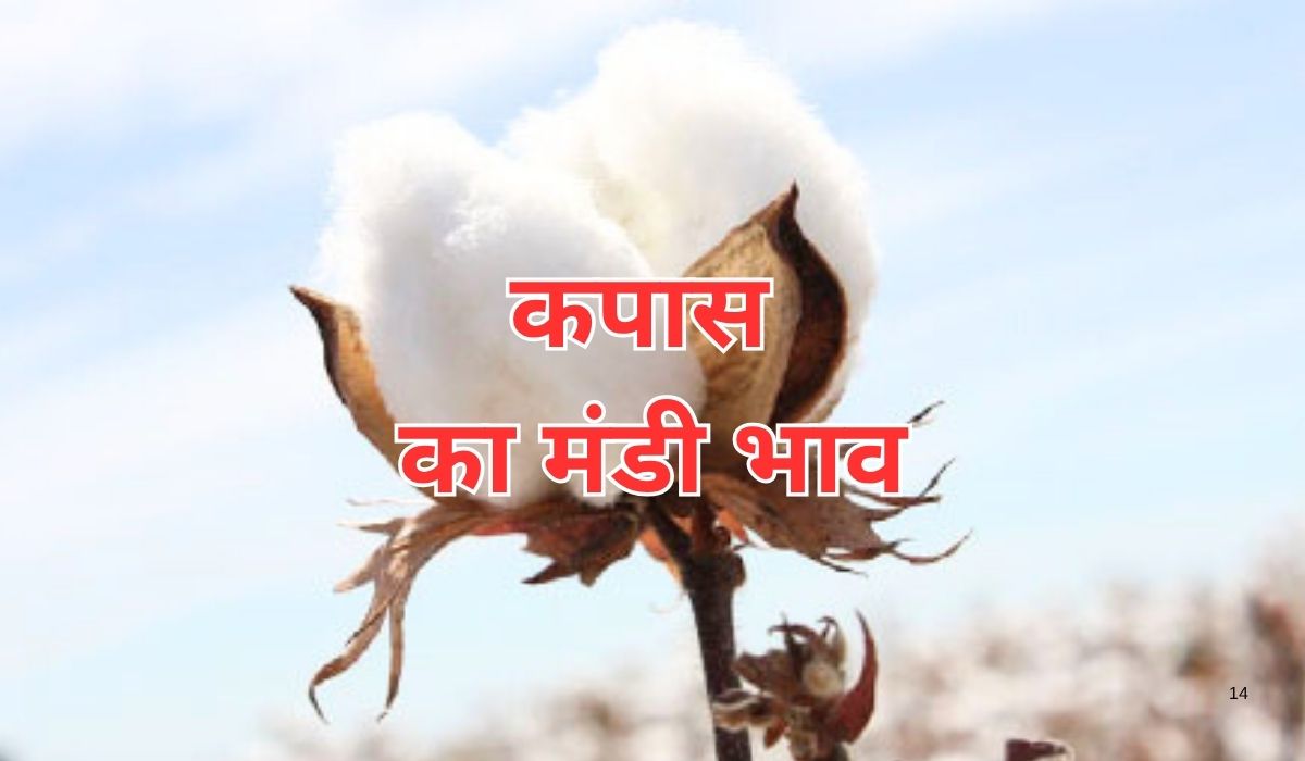 कपास के भाव में हुई जबरदस्त वृद्धि, जाने 7 जून 2025 के ताजा मंडी भाव