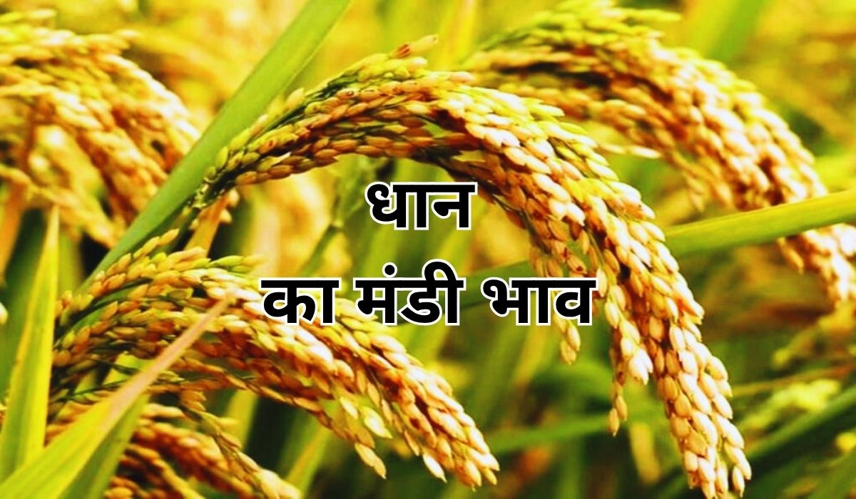 कुछ मंडियों में धान के भाव तेज तो कुछ में गिरावट का माहौल, जाने 9 जून 2025 के ताजा मंडी भाव