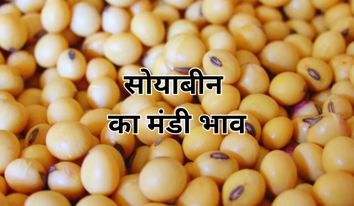 आज किस ओर मुड़ा सोयाबीन का ताजा बाजार, जाने 9 जून 2025 के ताजा मंडी भाव