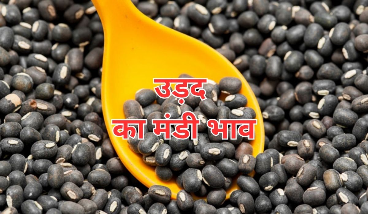 उड़द के भाव में हाल ही में नजर आई तेजी, जाने 9 जून 2025 के ताजा मंडी भाव