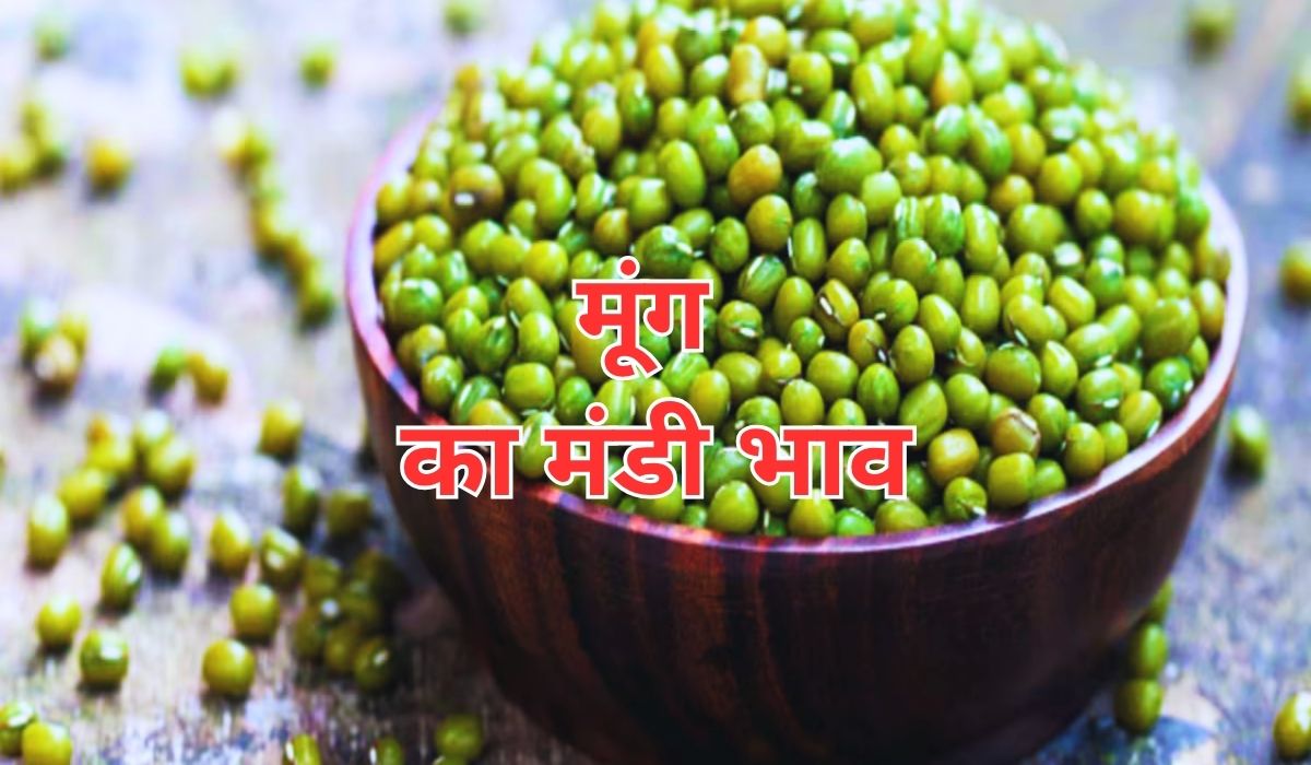 आवक के बढ़ते ही मूंग के भाव का बदला रुख, जाने 9 जून 2025 के ताजा मंडी भाव