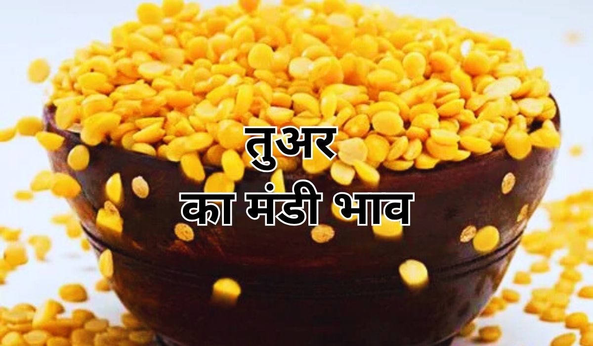 तुअर के भाव में उतार-चढ़ाव ने मचाया मंडी में बवाल, जाने 9 जून 2025 के ताजा मंडी भाव