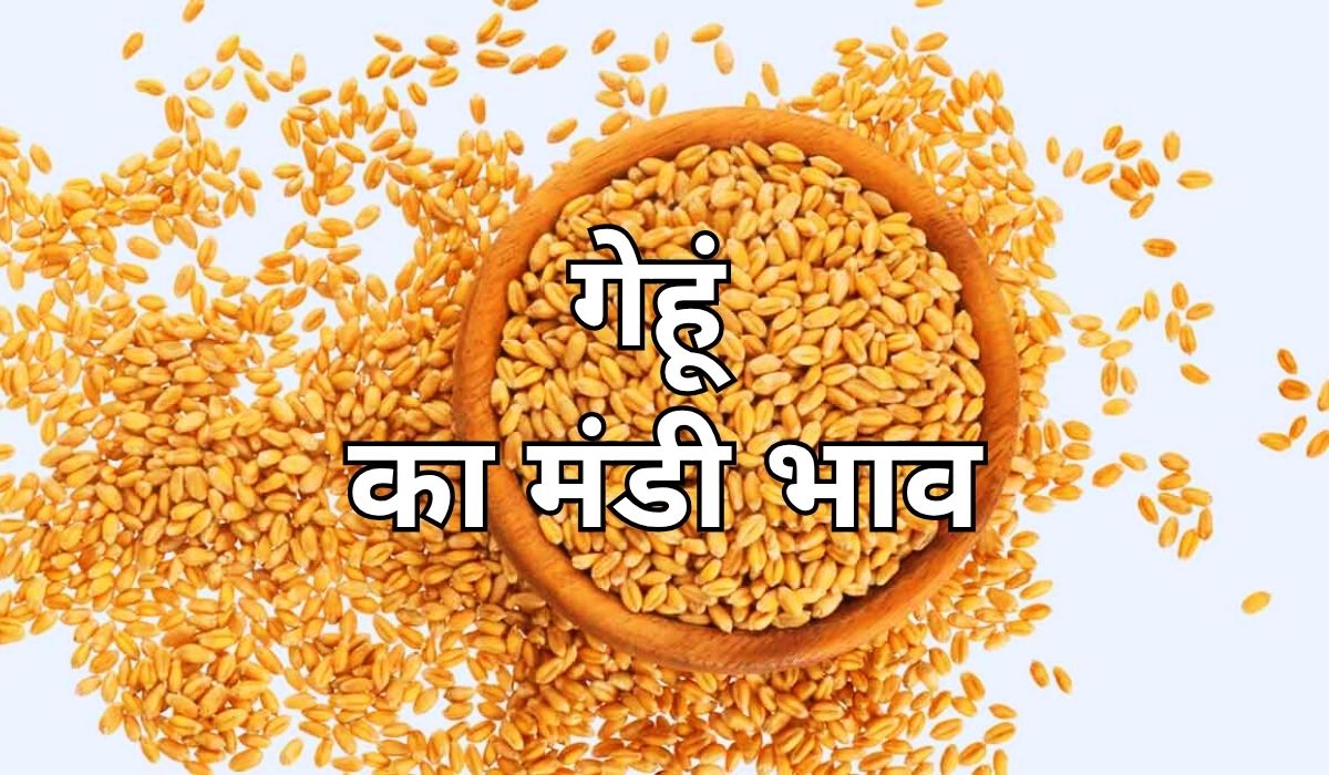 विभिन्न मंडियों में गेहूं के भाव को लेकर नए अपडेट, जाने 10 जून 2025 के ताजा मंडी भाव