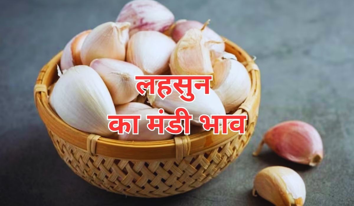 लहसुन के बाजार में कितना बदलाव हुआ, जाने 10 जून 2025 के ताजा मंडी के भाव
