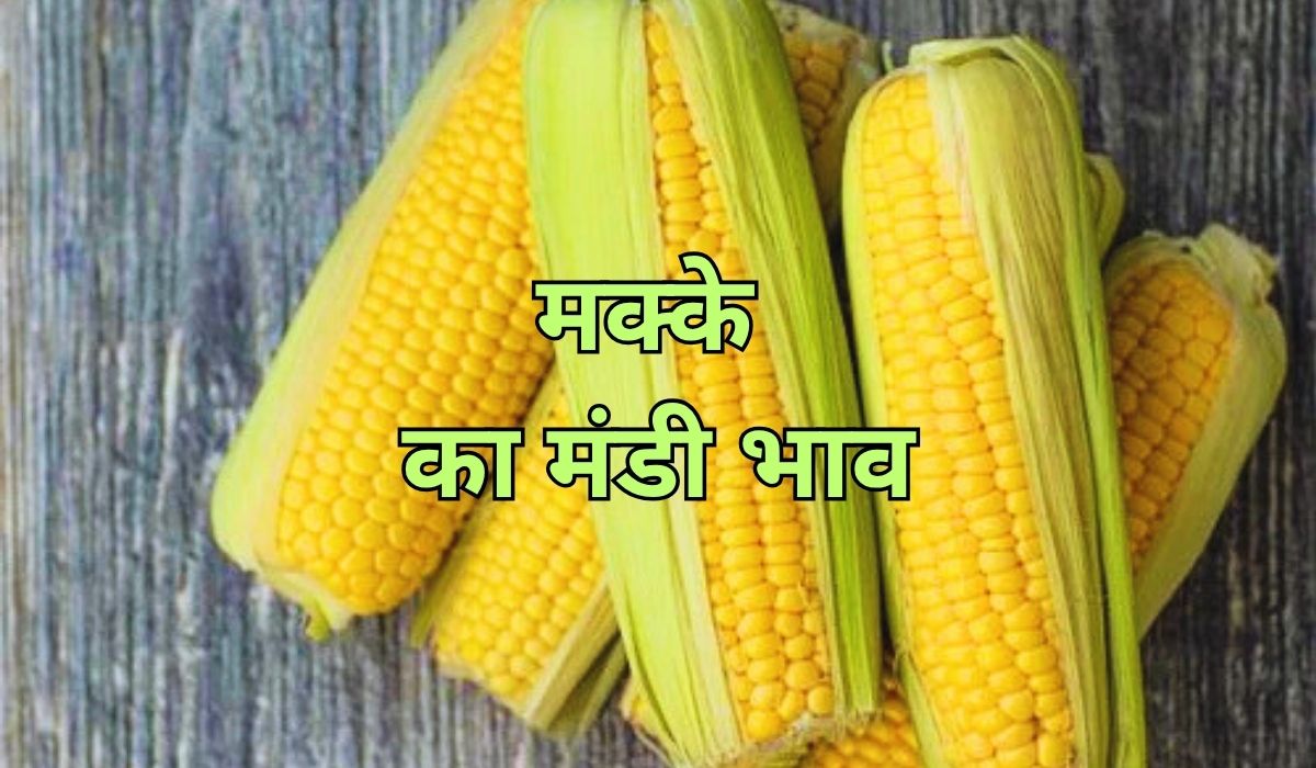 मक्के के बाजार में तेजी का रॉकेट दौड़ा, जाने 10 जून 2025 के ताजा मंडी भाव
