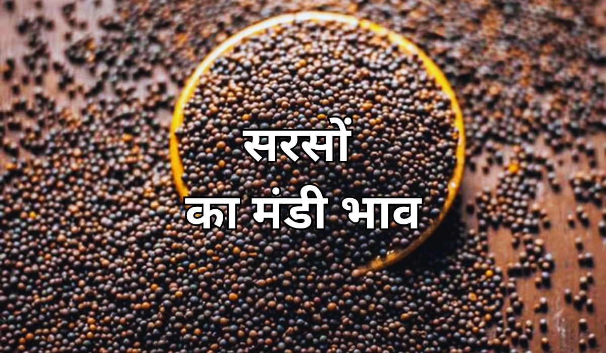 वर्तमान बाजार में सरसों का भाव किस ओर चल रहा, जाने 10 जून 2025 के ताजा मंडी के भाव