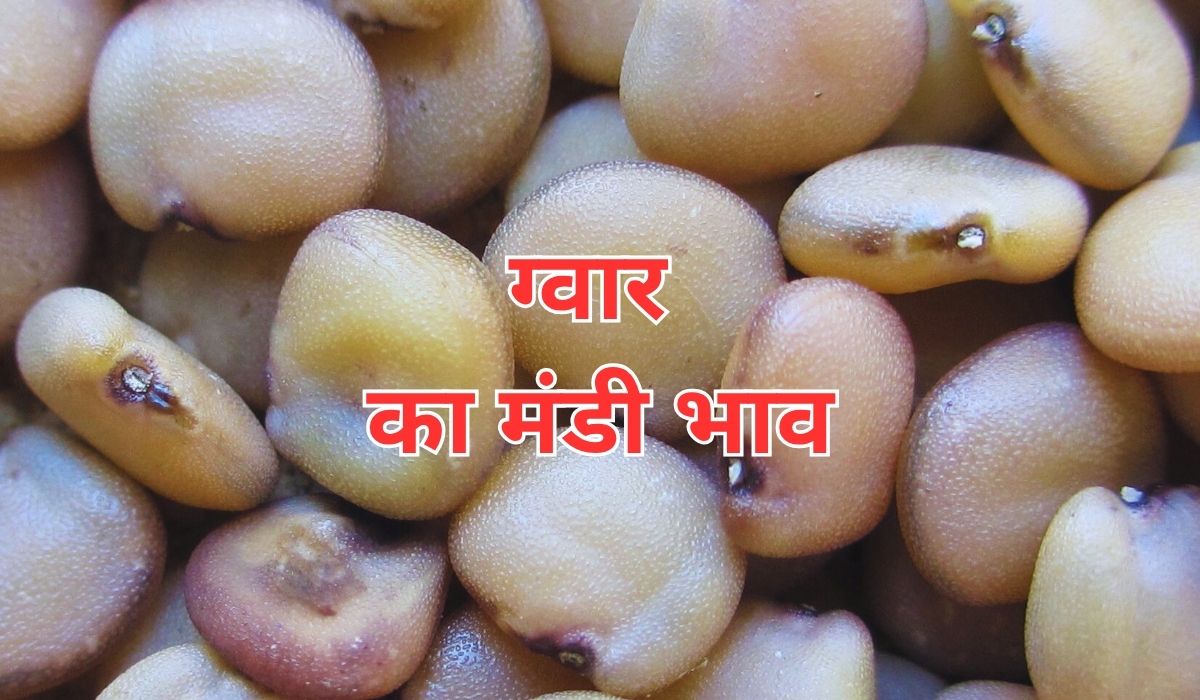 ग्वार को लेकर वायदा बाजार में कितना बदलाव हुआ, जाने 10 जून 2025 के ताजा मंडी भाव