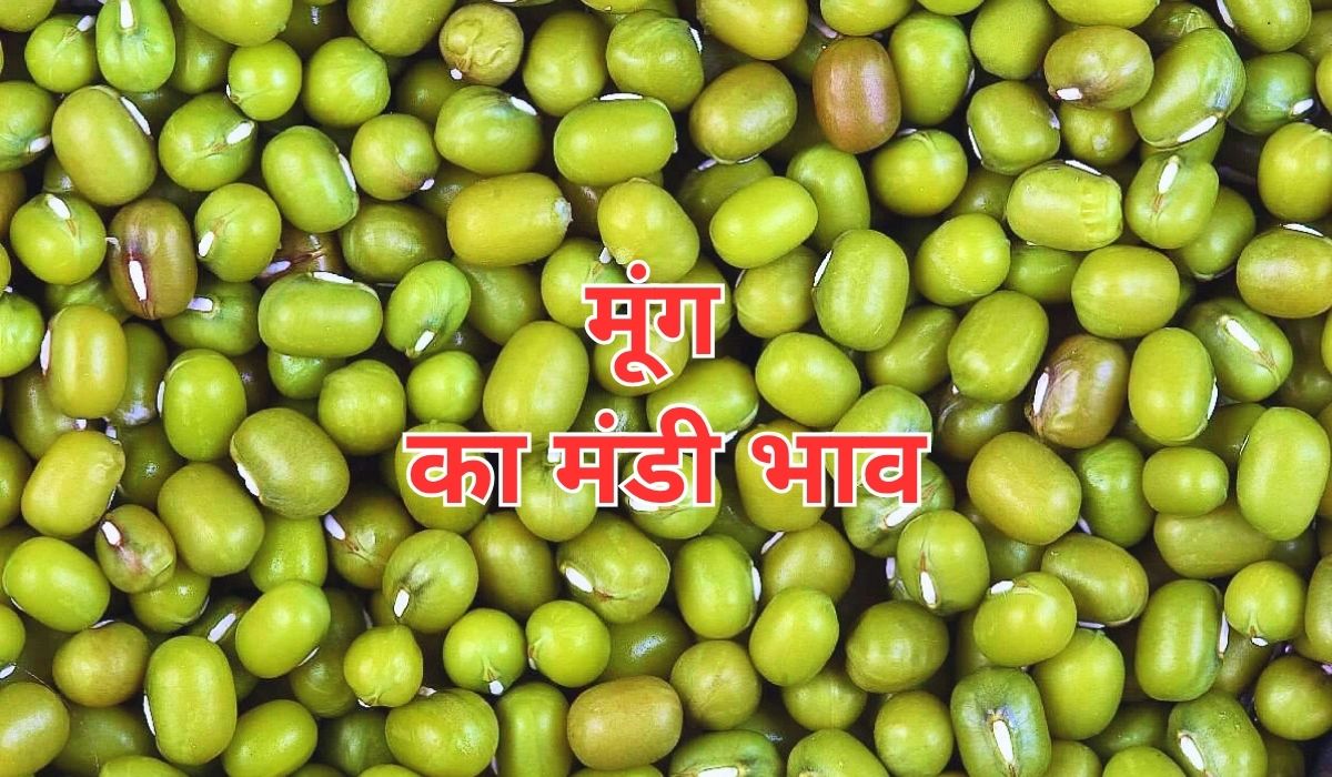 मूंग के भाव में आज उतार-चढ़ाव का तहलका, जाने 10 जून 2025 के ताजा मंडी भाव