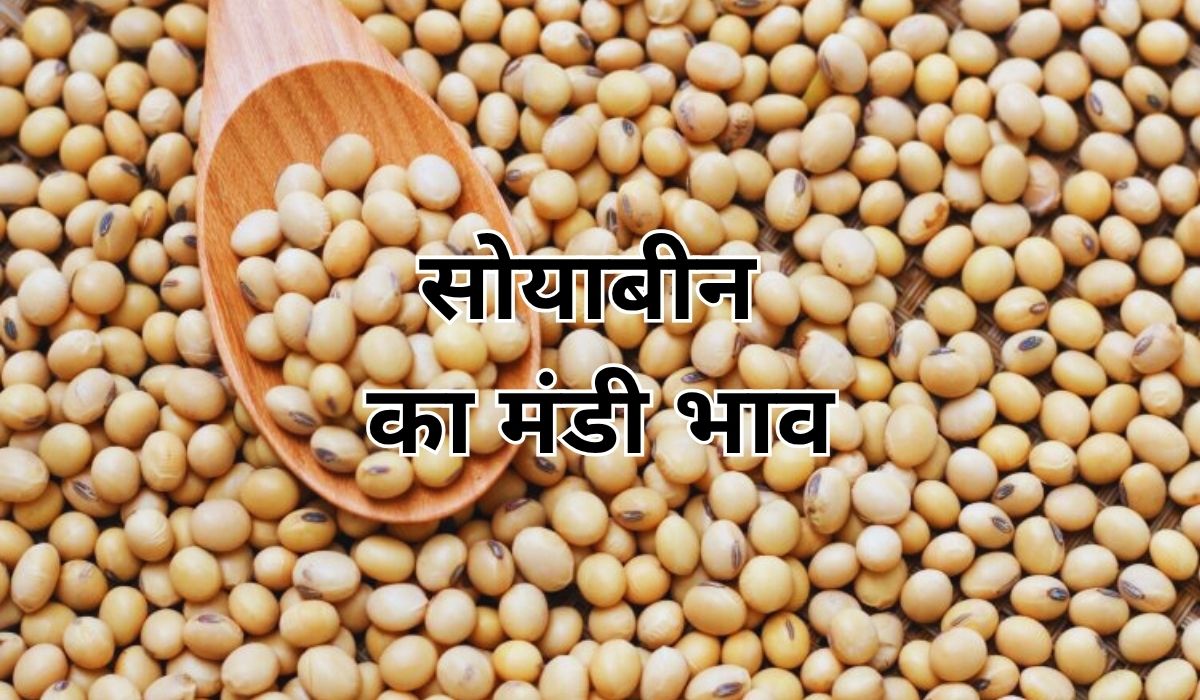 आखिर कितना ऊंचा जाएगा सोयाबीन का भाव, जाने 21 जून 2025 के ताजा मंडी भाव
