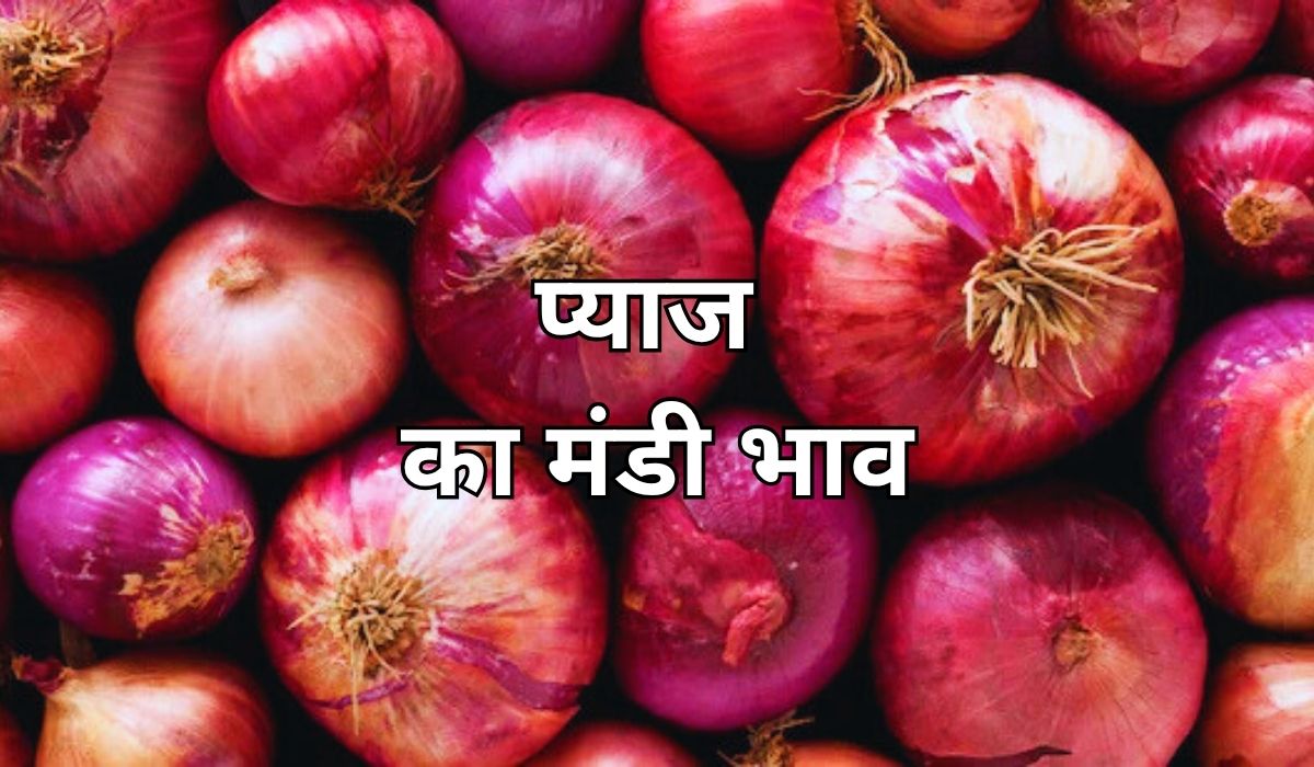 प्याज की बाजार स्थिति में लगातार हो रहा बदलाव, जान 11 जून 2025 के ताजा मंडी भाव