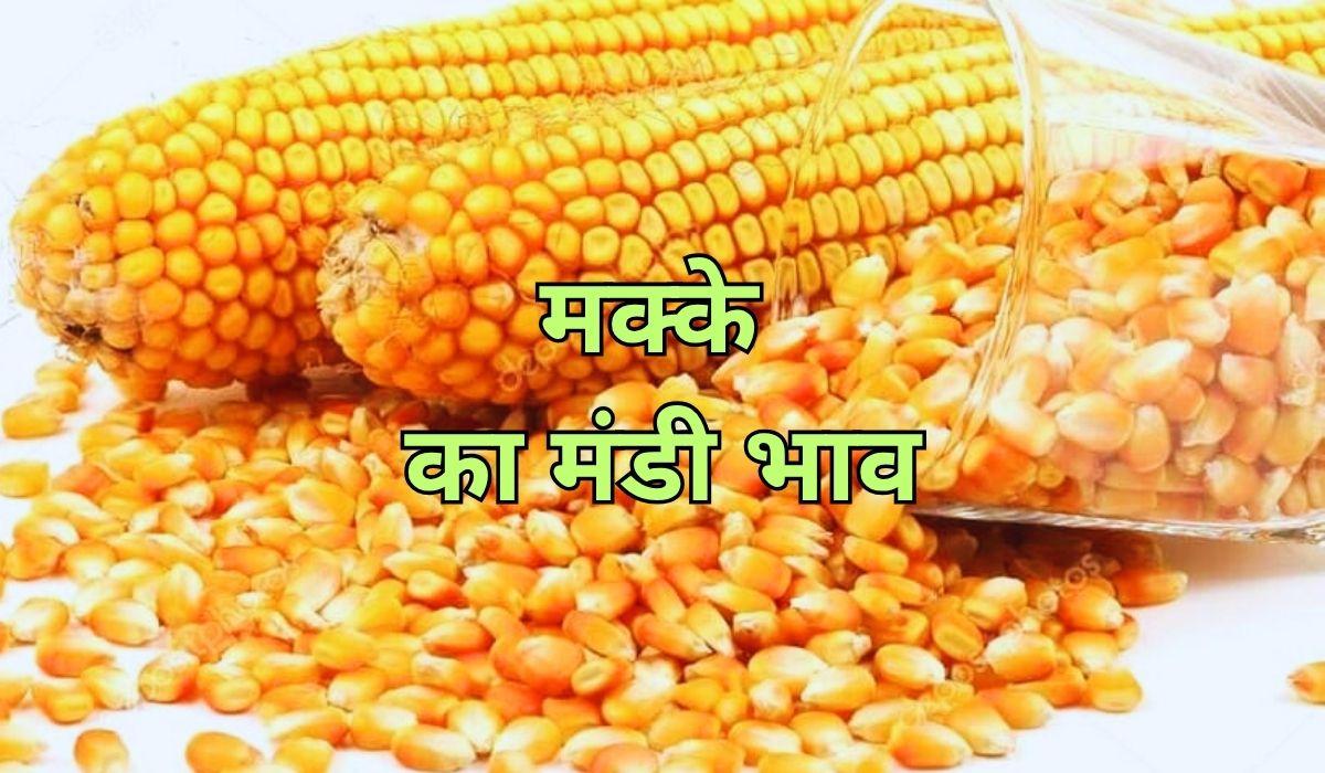 मक्के के बाजार में नजर आ रही तेजी और मंदी दोनों स्थिति, जाने 11 जून 2025 के ताजा मंडी भाव