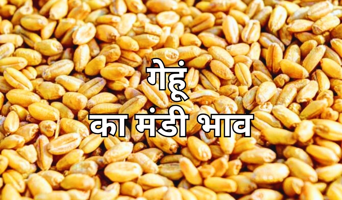 गेहूं के भाव में लगातार तेजी का हल्लाबोल, जाने 11 जून 2025 के ताजा मंडी के भाव