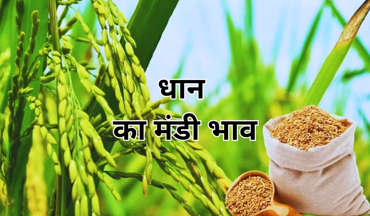 धान के भाव में लगा तेजी का तड़का, जाने 11 जून 2025 के ताजा मंडी भाव