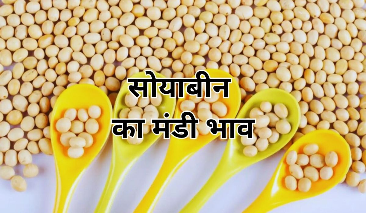 सोयाबीन के भाव में नजर आए तेजी के संकेत, जाने 11 जून 2025 के ताजा मंडी भाव