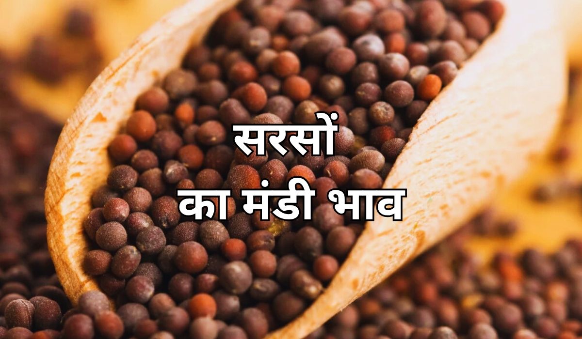 सरसों का बाजार फिर एक बार हुआ गरम, जाने 11 जून 2015 के ताजा मंडी भाव