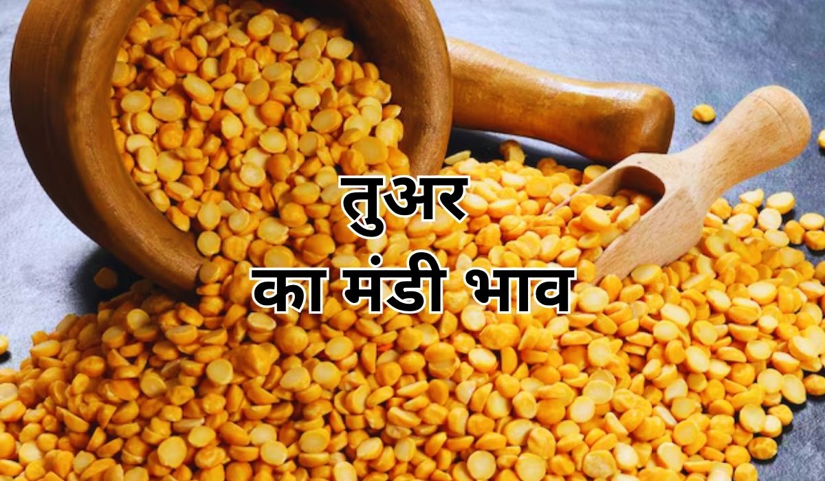 तुअर के भाव को लेकर बाजार में क्या माहौल, जाने 11 जून 2025 के ताजा मंडी भाव