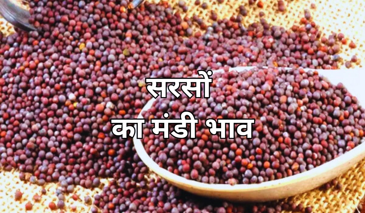 सरसों का बाजार कितना ऊपर-नीचे हुआ, जाने 21 जून 2025 के ताजा मंडी भाव