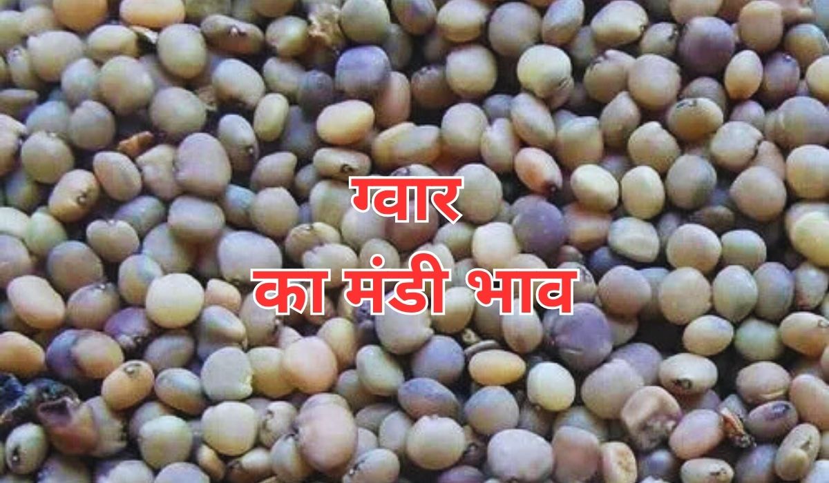 ग्वार के भाव हुए कई दिनों बाद स्थिर, जाने 11 जून 2025 के ताजा मंडी के भाव