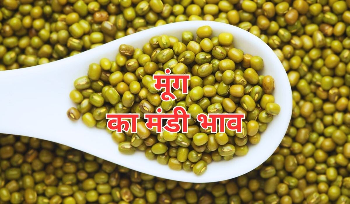 मूंग की कीमतों में वृद्धि ने बढ़ाई किसानों की आश, जाने 11 जून 2025 के ताजा मंडी भाव
