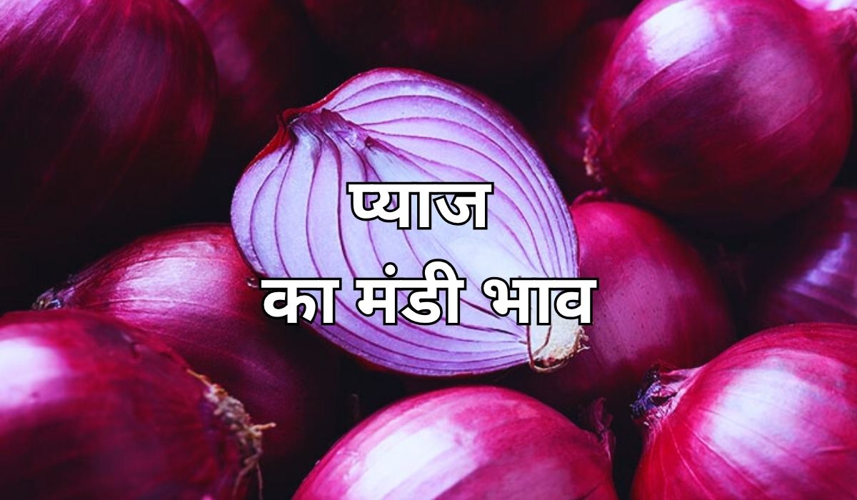 प्याज के भाव में फिर एक बार पकड़ी तेज रफ्तार, जाने 12 जून 2025 के ताजा मंडी भाव