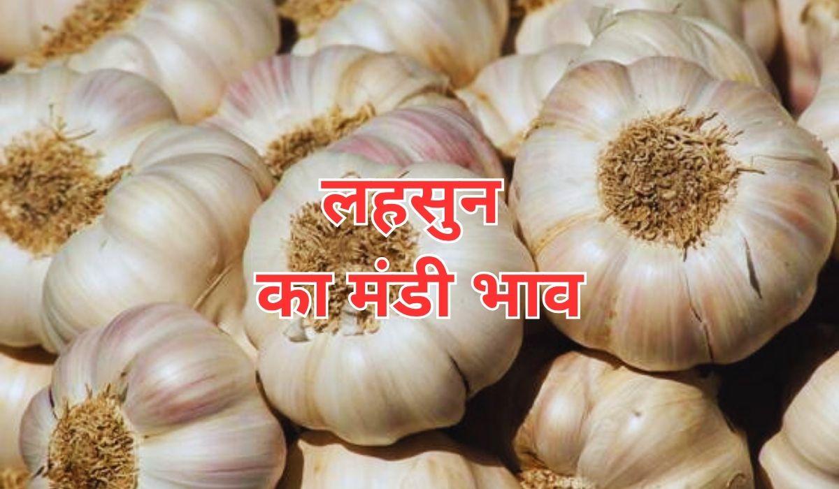 लहसुन का बाजार किस ओर चला, जाने 12 जून 2025 के ताजा मंडी भाव