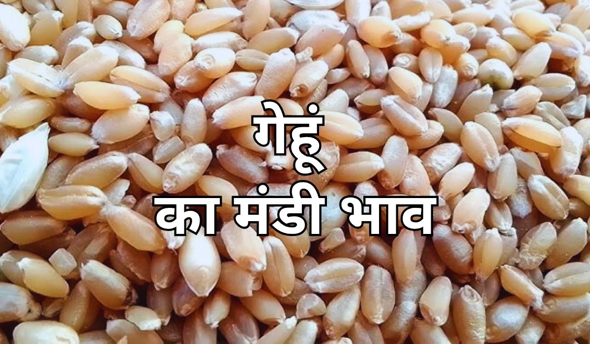 गेहूं के भाव में हलचल का दौर अभी भी जारी, जाने 12 जून 2025 के ताजा मंडी भाव