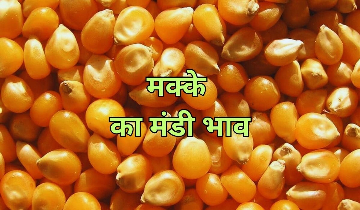 मक्के के भाव को लेकर नजर आई गिरावट, जाने 12 जून 2025 के ताजा मंडी भाव