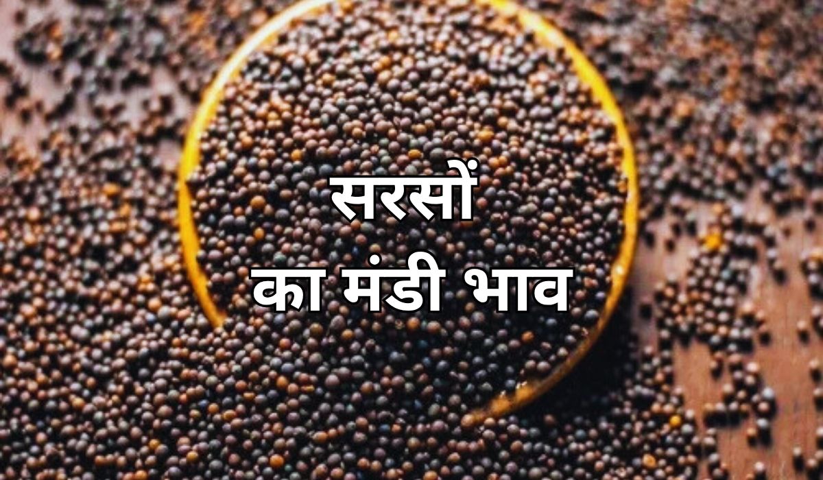 सरसों के भाव में लगातार मजबूती, जाने 12 जून 2025 के ताजा मंडी भाव