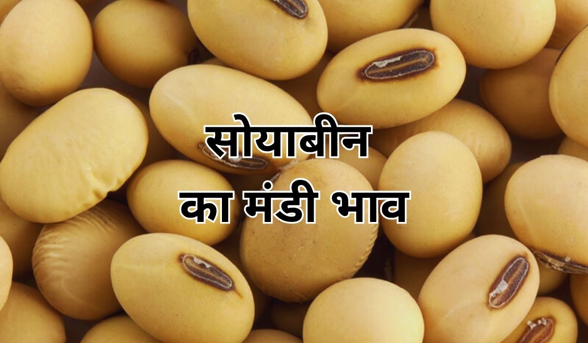 सोयाबीन का आज का रेट कितना रहा? जाने 19 जून 2025 के ताजा मंडी भाव