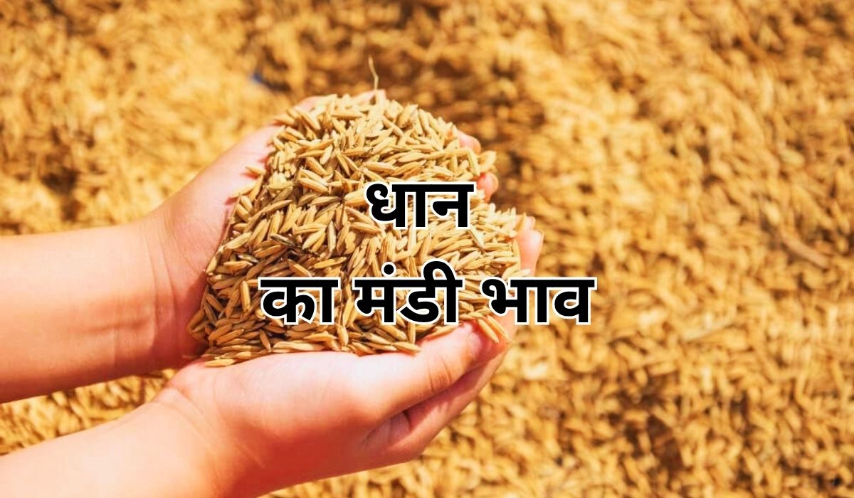 आज फिर मजबूत हुए धान के भाव, जाने 12 जून 2025 के ताजा मंडी भाव