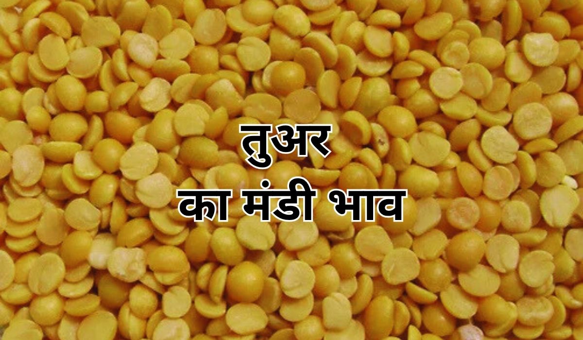 आज तुअर का बाजार कैसा रहा, जाने 12 जून 2025 के ताजा मंडी भाव