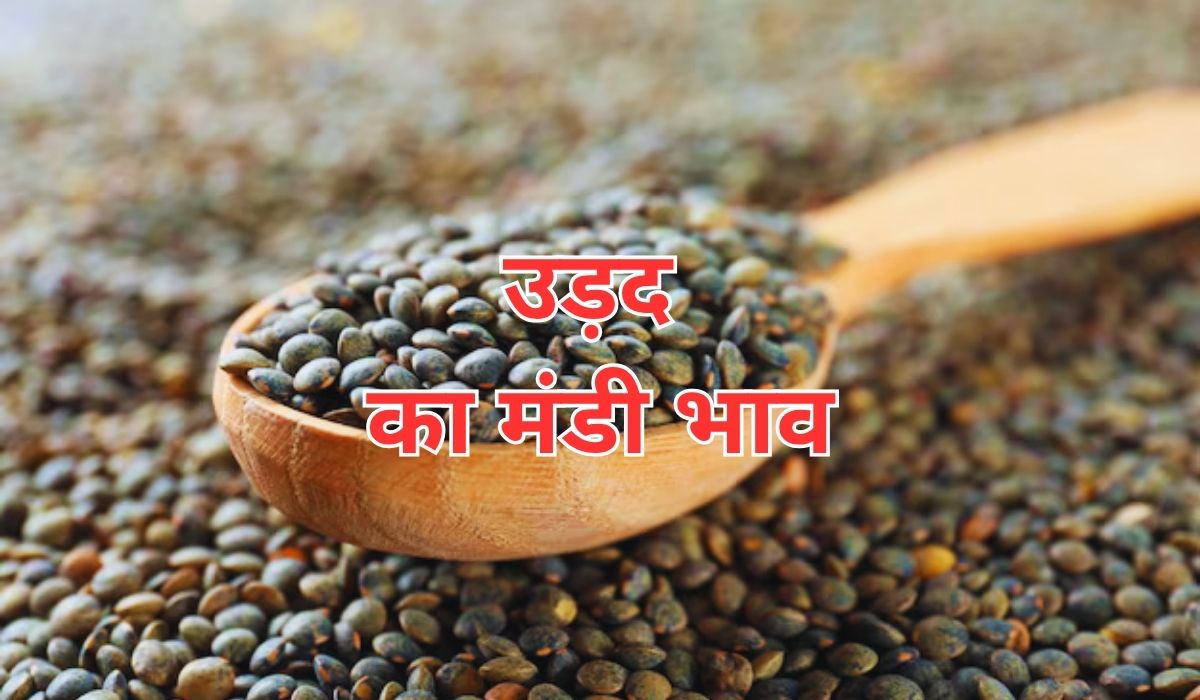 उड़द के भाव में लगातार बढ़ोतरी बरकरार, जाने 12 जून 2025 के ताजा मंडी भाव