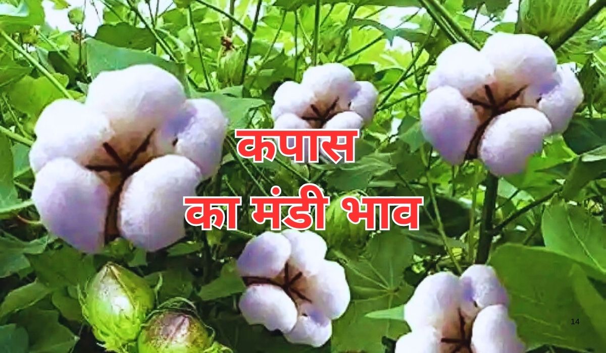कपास के भाव में जारी है कई दिनों से तेजी, जाने 12 जून 2025 के ताजा मंडी