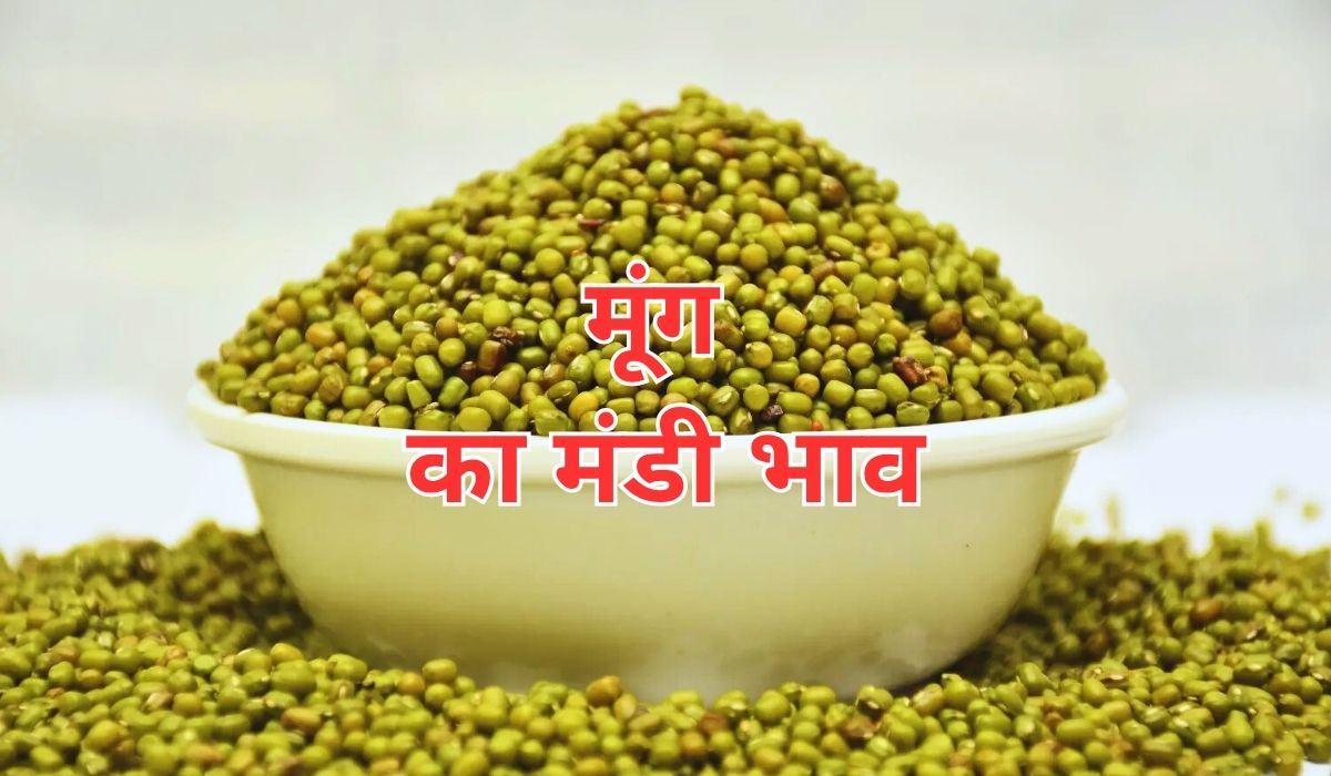 नई आवक के बाद मूंग का रुख किस ओर, जाने 12 जून 2025 के ताजा मंडी भाव