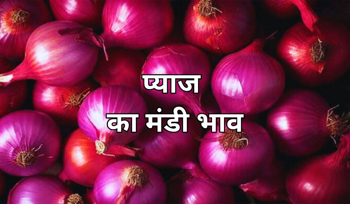 जनता को रुलाने के लिए तैयार है प्याज, जाने 13 जून 2025 के ताजा मंडी भाव
