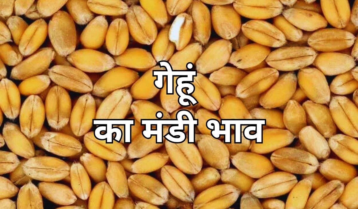 गेहूं के भाव में आज कितना बदलाव हुआ, जाने 13 जून 2025 के ताजा मंडी भाव