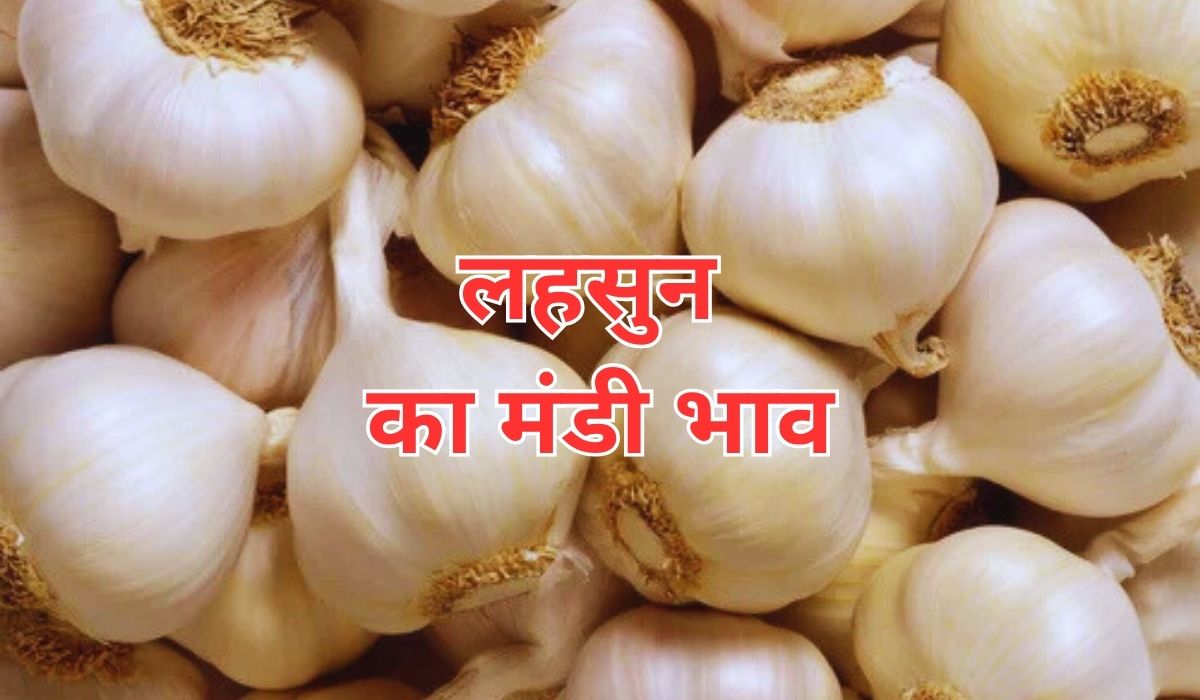 लहसुन के भाव ने मंडी में मचाया कोहराम, जाने 13 जून 2025 के ताजा मंडी भाव