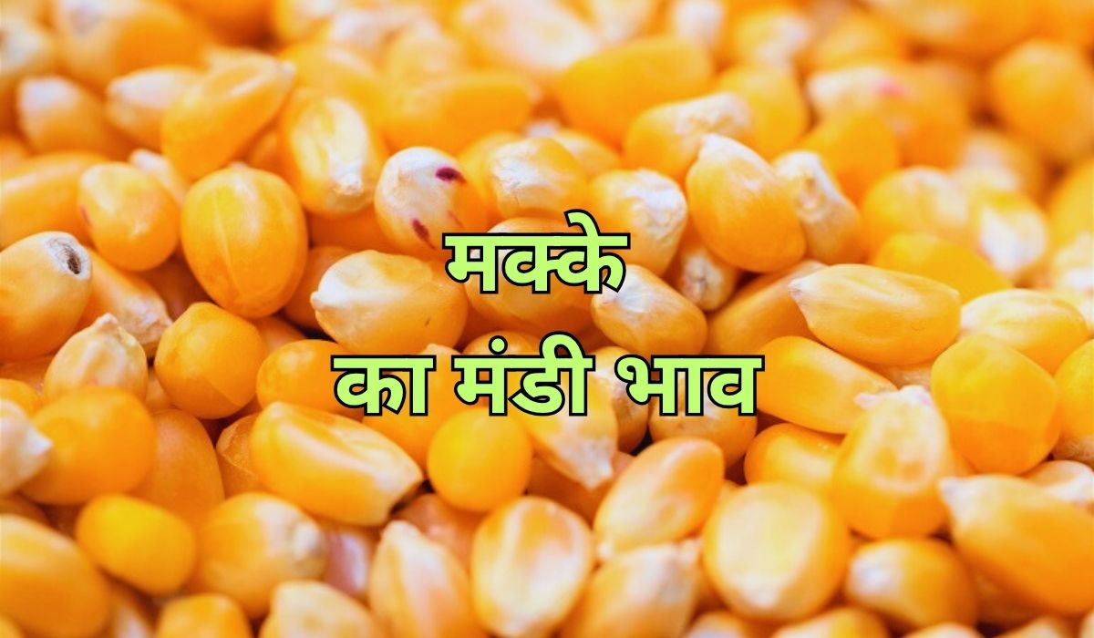 मक्के के भाव में मचा है हेरफेर का तांडव, जाने 13 जून 2025 के ताजा मंडी भाव