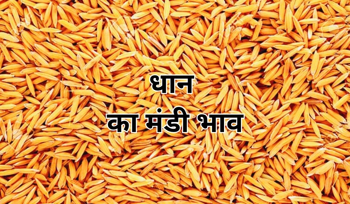 धान के भाव में कहीं तेजी तो कहीं नरमी के संकेत, जाने 13 जून 2025 के ताजा मंडी भाव