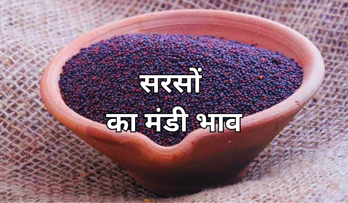 आखिर और कितना बढ़ेगा सरसों का भाव? जाने 13 जून 2025 के ताजा मंडी भाव