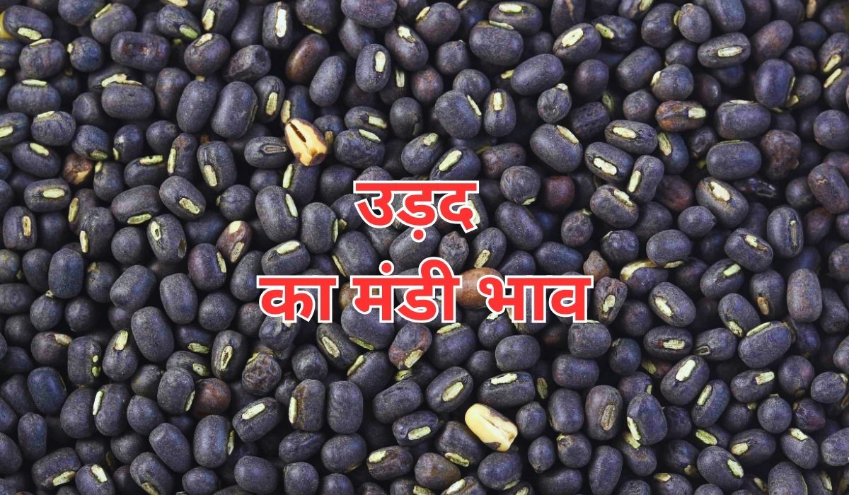 उड़द के भाव में तेजी के बाद आई गिरावट, जाने 13 जून 2025 के ताजा मंडी भाव