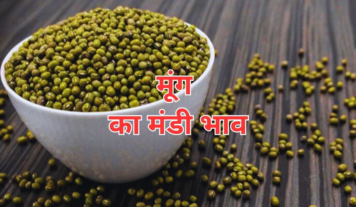 मूंग के भाव चल रहे चीते की चाल, जाने 13 जून 2025 के ताजा मंडी भाव