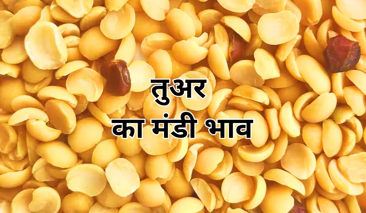 तुअर के भाव में नजर आई बड़ी गिरावट, जाने 13 जून 2025 के ताजा मंडी भाव